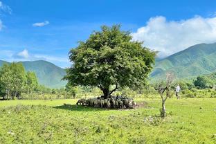 Morant là trái tim và linh hồn của Grizzly, anh ấy chắc chắn là người đứng đầu Liên minh 3.